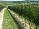 Uva de vino, Arrigoni piensa en el futuro con nuevas soluciones para la protección frente a los  cambios climáticos  